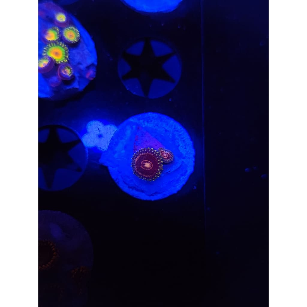 King Jawbreaker Hornet Zoanthid Frag WYSIWYG!