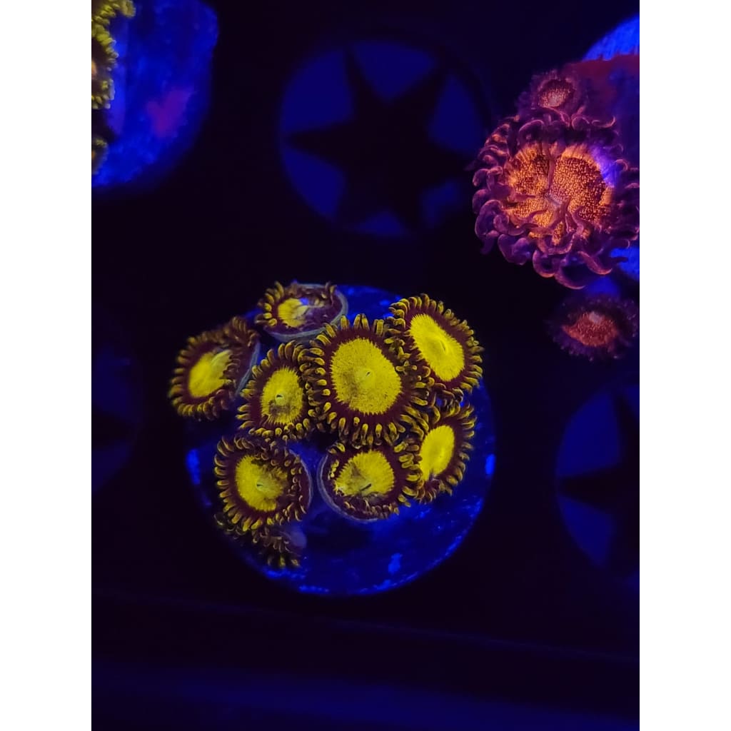 King Midas Zoanthid Frag WYSIWYG!