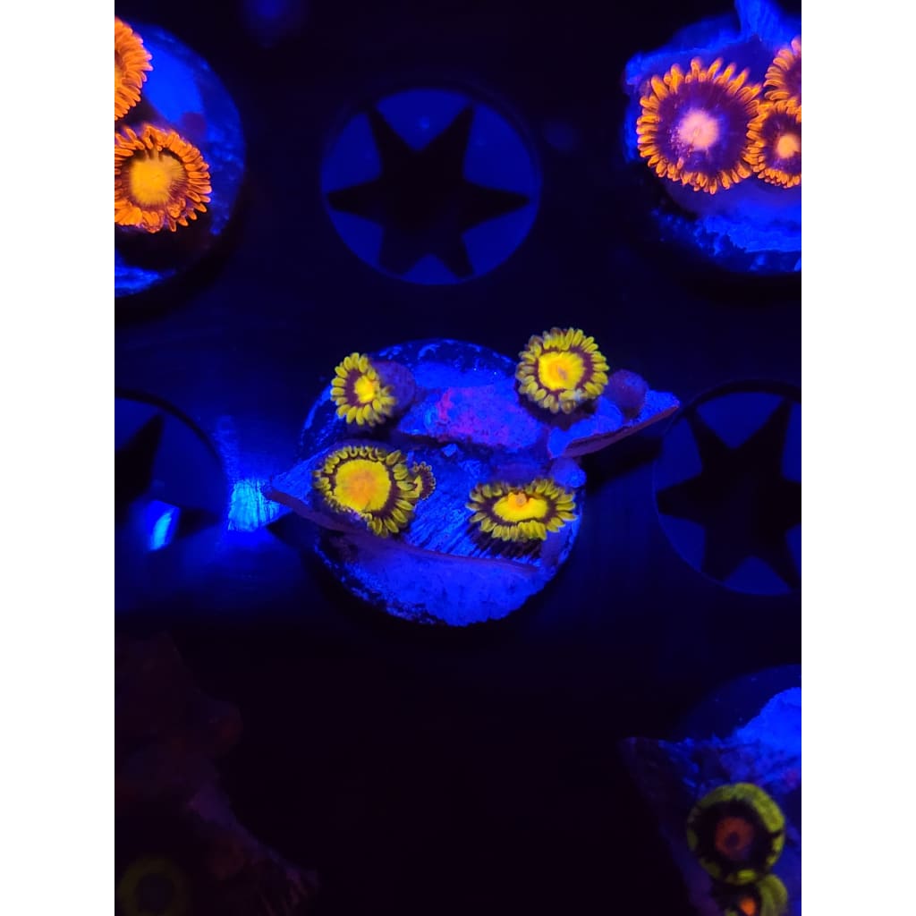 King Midas Zoanthid Frag WYSIWYG!
