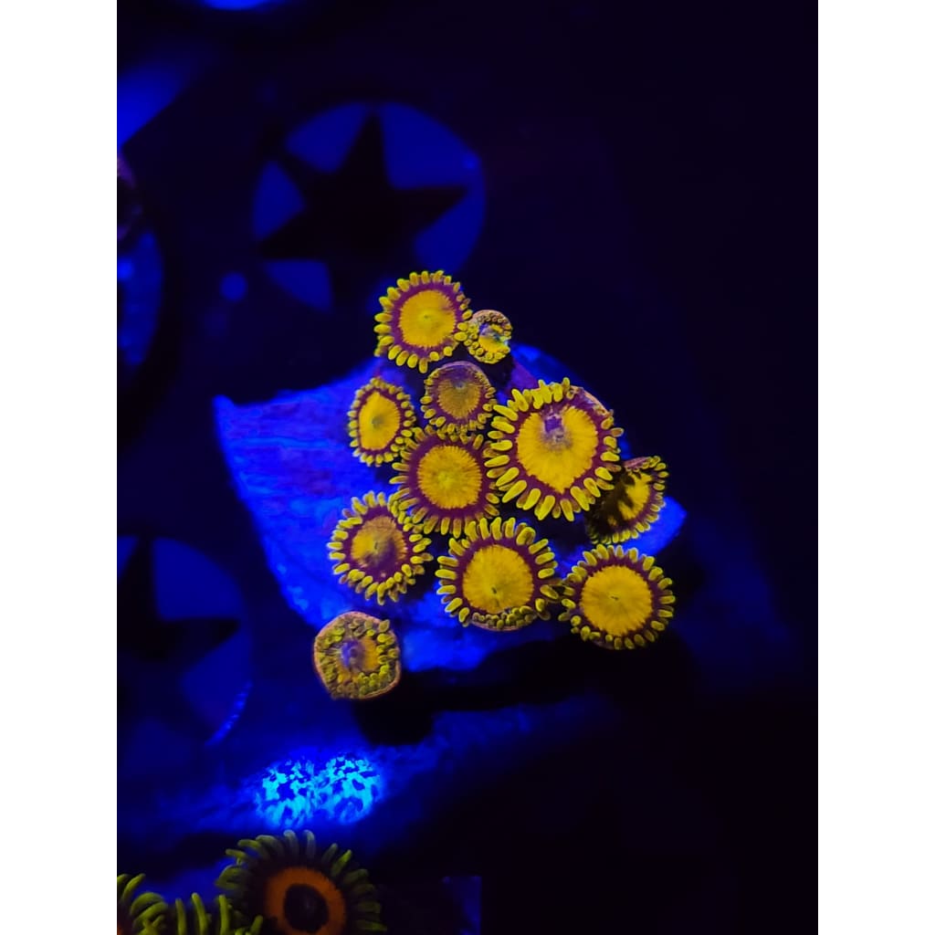 King Midas Zoanthid Frag WYSIWYG!