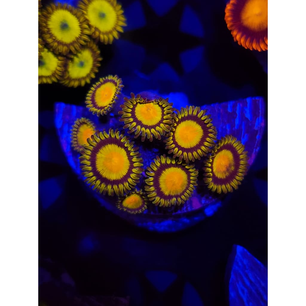 King Midas Zoanthid Frag WYSIWYG!