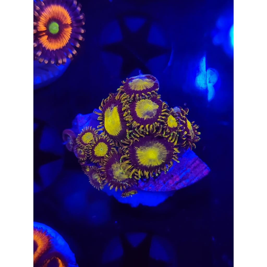 King Midas Zoanthid Frag WYSIWYG!