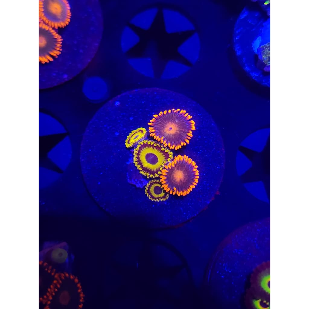 LA Laker Combo Zoanthid Frag WYSIWYG!