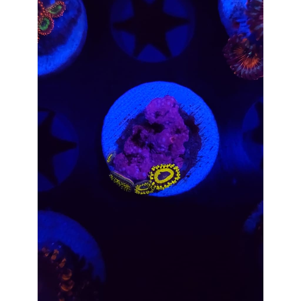 LA Lakers Zoanthid Frag WYSIWYG!