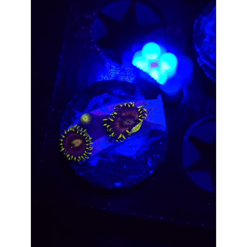 Lazer Lemon Zoanthid Frag WYSIWYG!