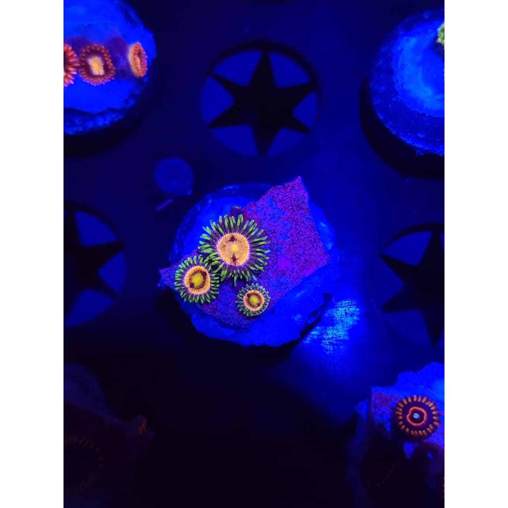 Lazer Lemon Zoanthid Frag WYSIWYG!