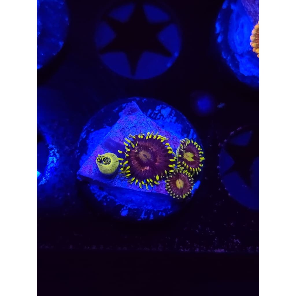 Lazer Lemon Zoanthid Frag WYSIWYG!