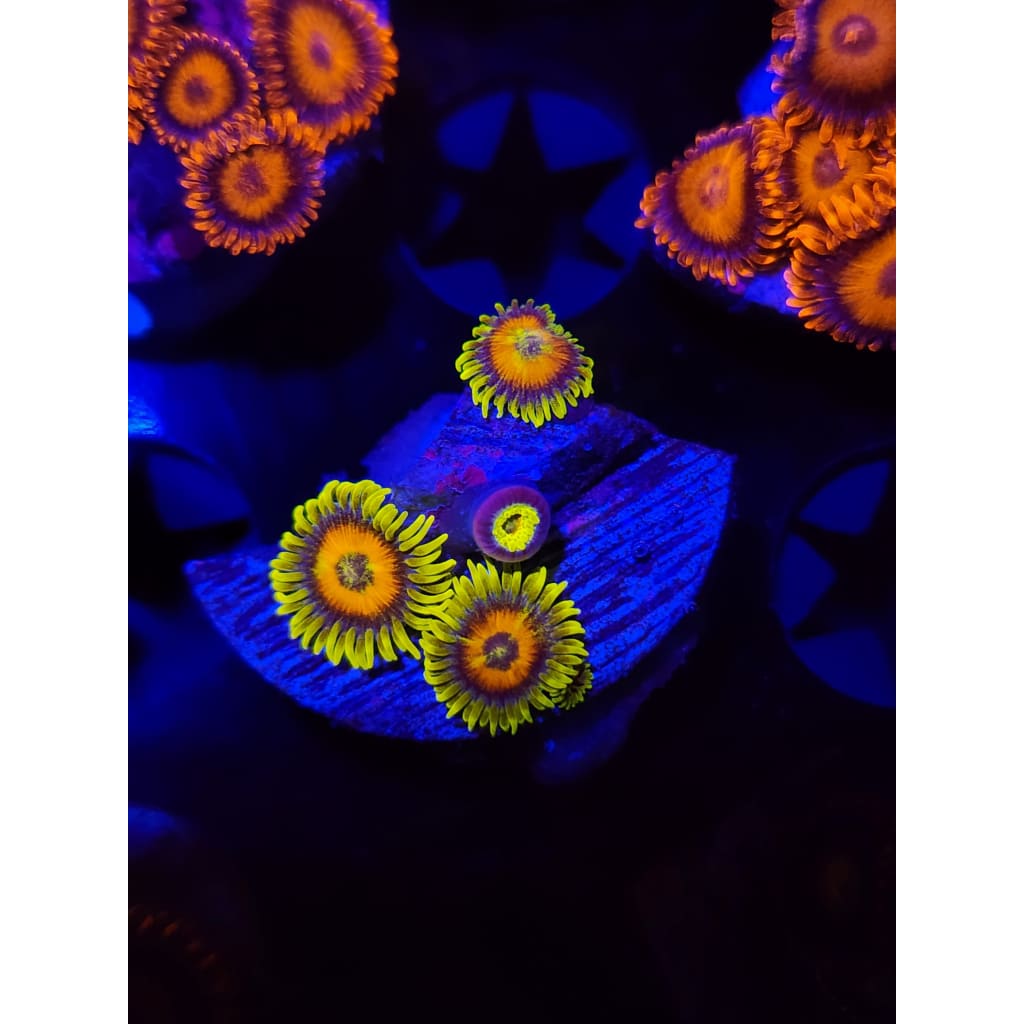 Lazy Lash Zoanthid Frag WYSIWYG!