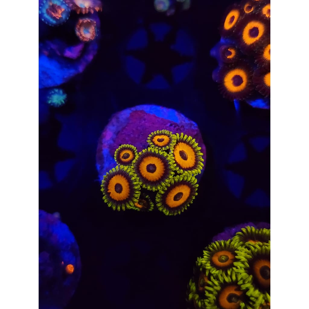 Lazy Lash Zoanthid Frag WYSIWYG!