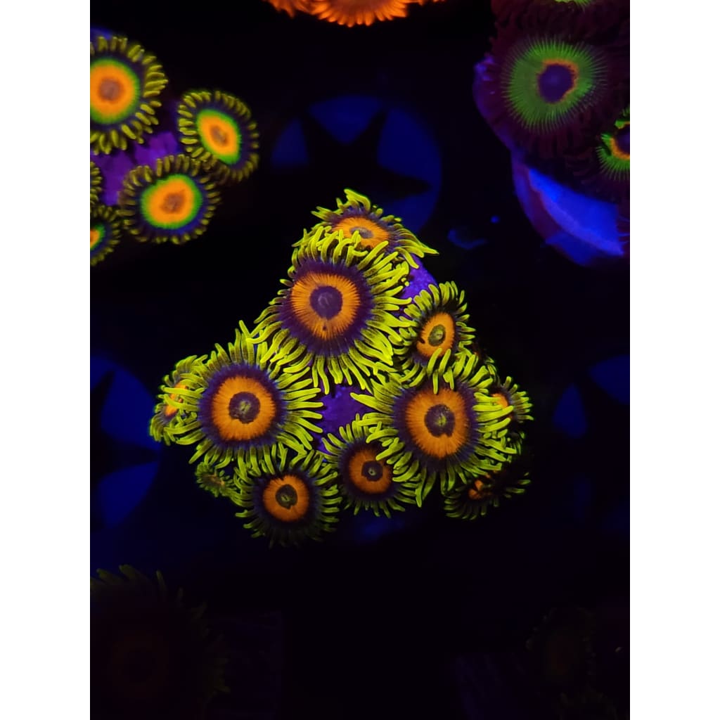 Lazy Lash Zoanthid Frag WYSIWYG!