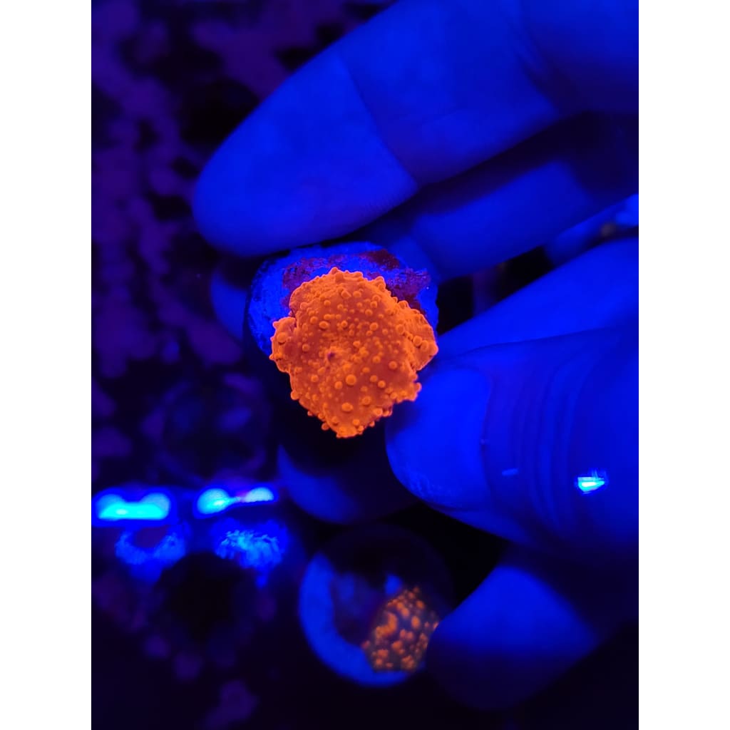 LCB Blood Moon Bounce Mushroom WYSIWYG!