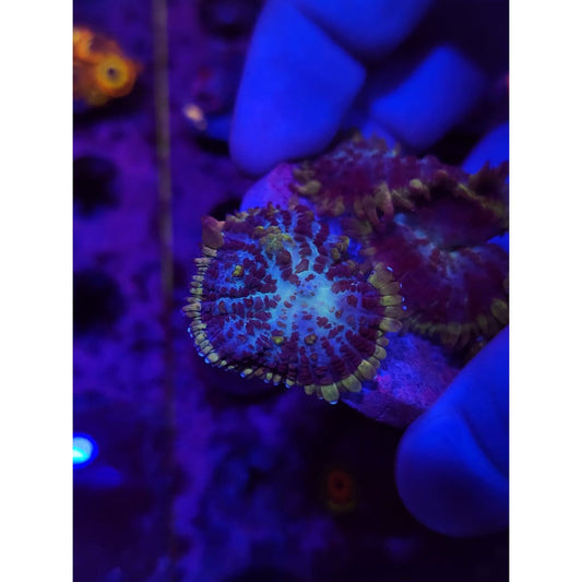 LCB Bubonic Plague Bounce Mushrooms WYSIWYG!