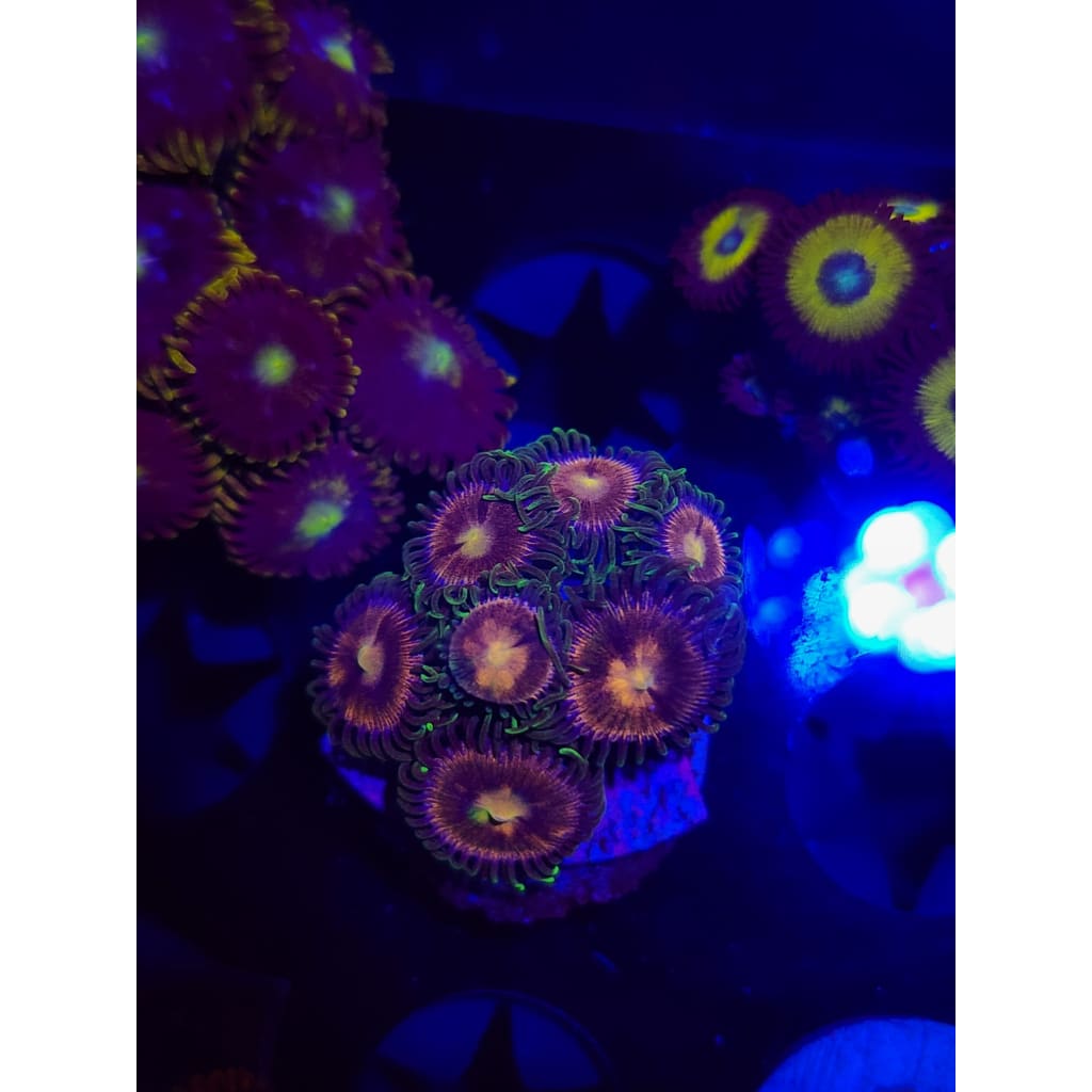 LCB Grass Fairy Zoanthid Frag WYSIWYG!