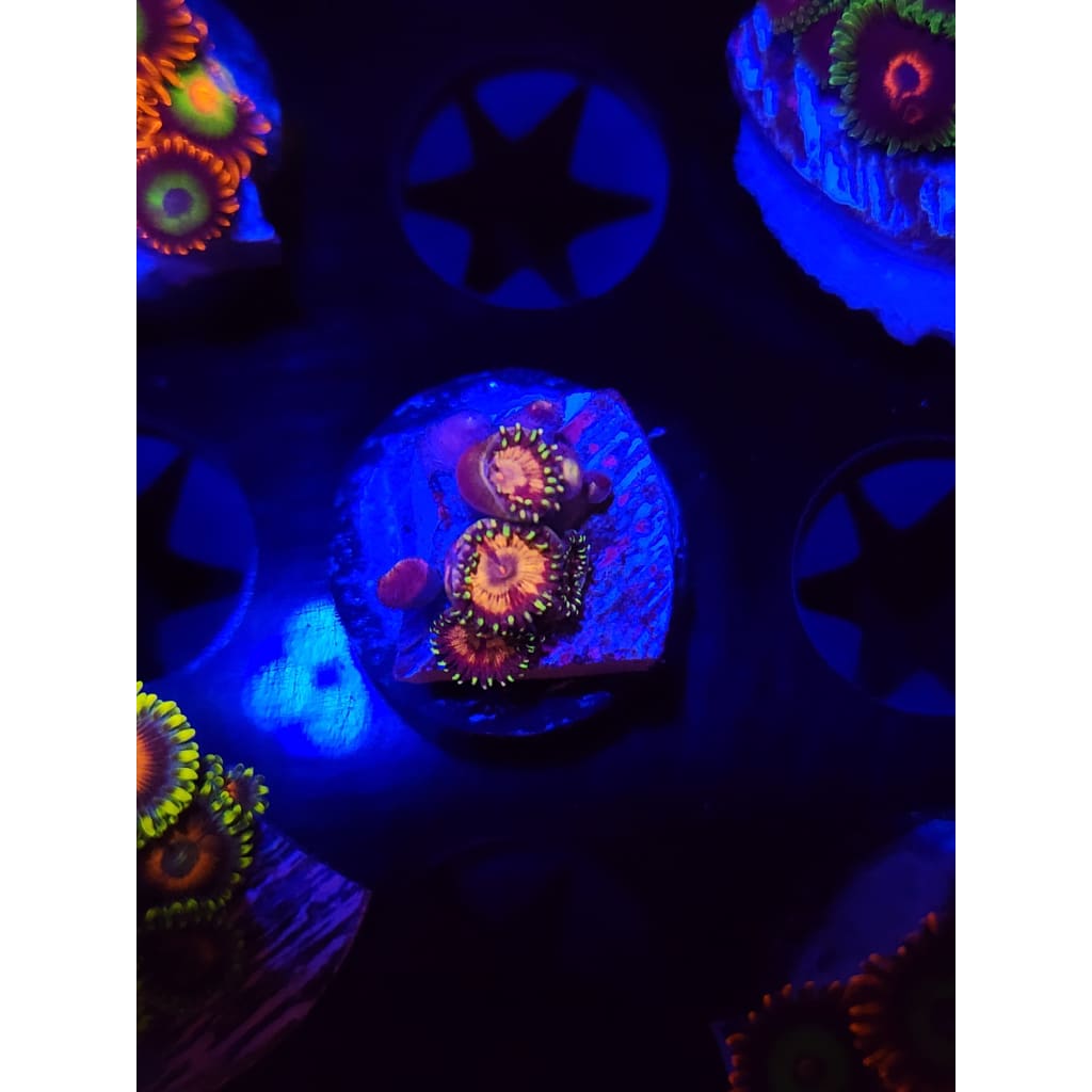 LCB Mango Explosion Zoanthid Frag WYSIWYG!