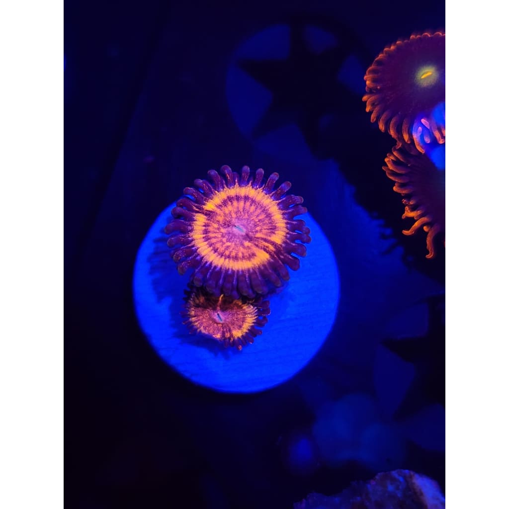 LCB Passionfruit Zoanthid Frag WYSIWYG!