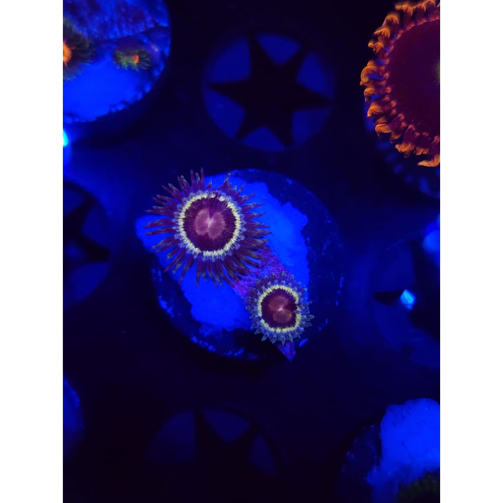 LCB Solar Storm Zoanthid Frag WYSIWYG!