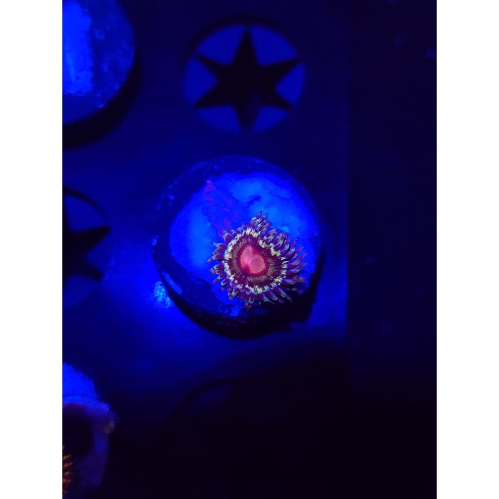 LCB Solar Storm Zoanthid Frag WYSIWYG!