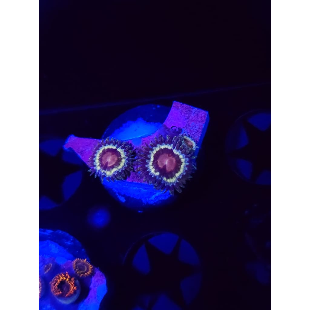 LCB Solar Storm Zoanthid Frag WYSIWYG!