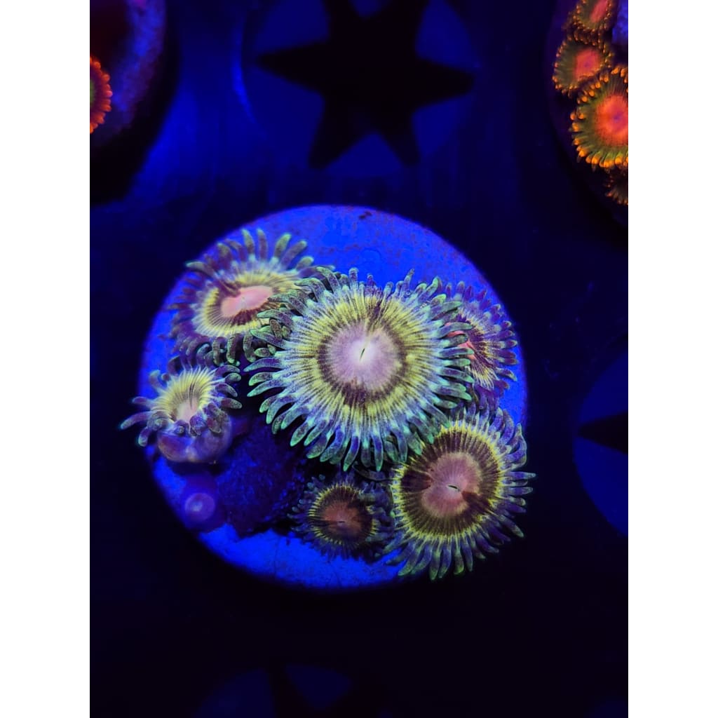 LCB Solar Storms Zoanthid Frag WYSIWYG!