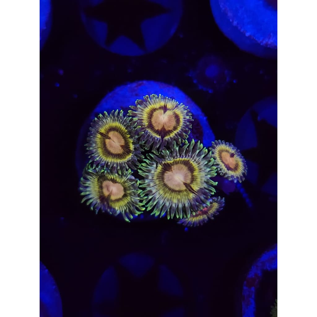 LCB Solar Storms Zoanthid Frag WYSIWYG!