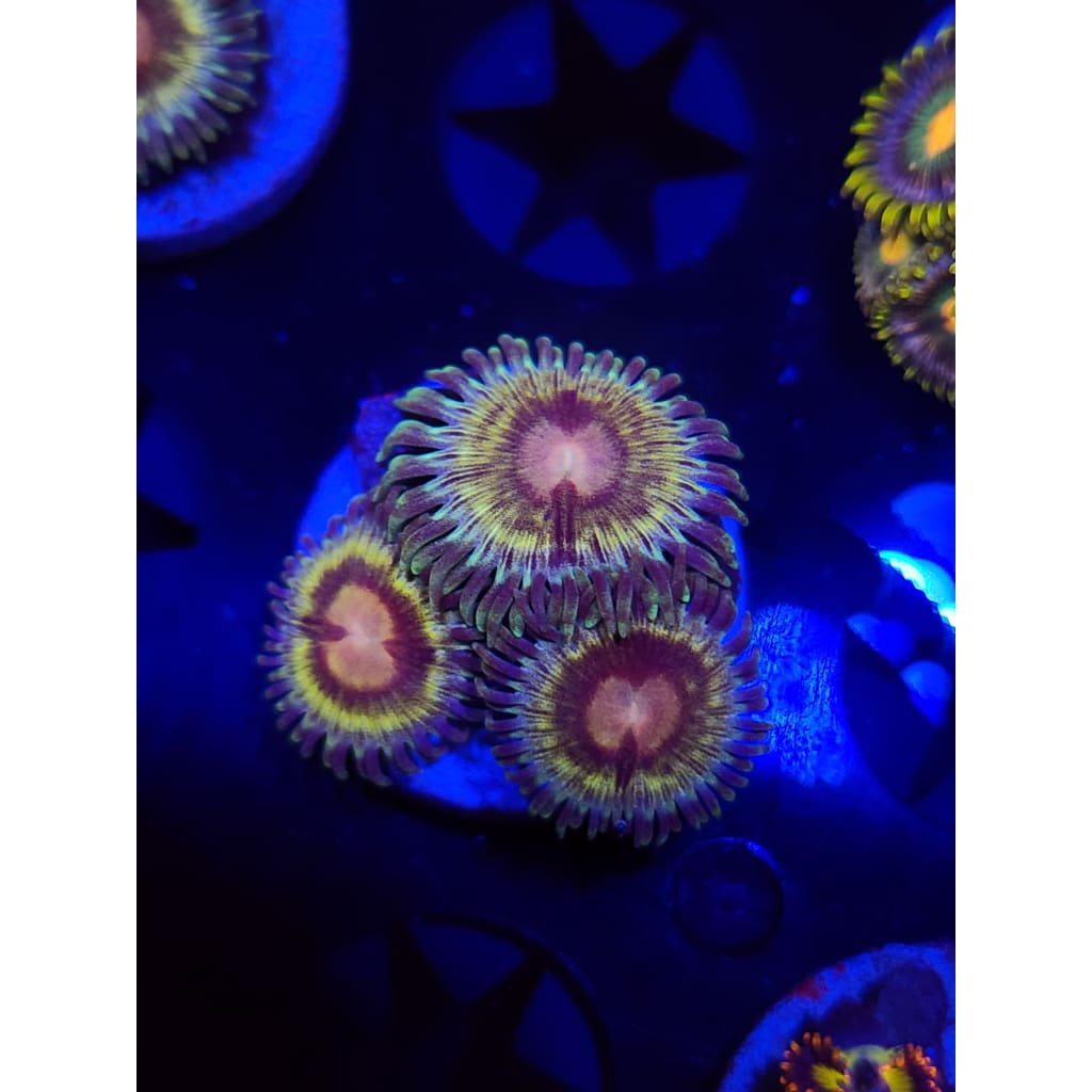LCB Solar Storms Zoanthid Frag WYSIWYG!