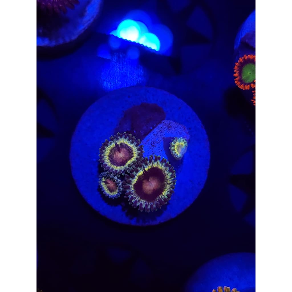 LCB Solar Storms Zoanthid Frag WYSIWYG!