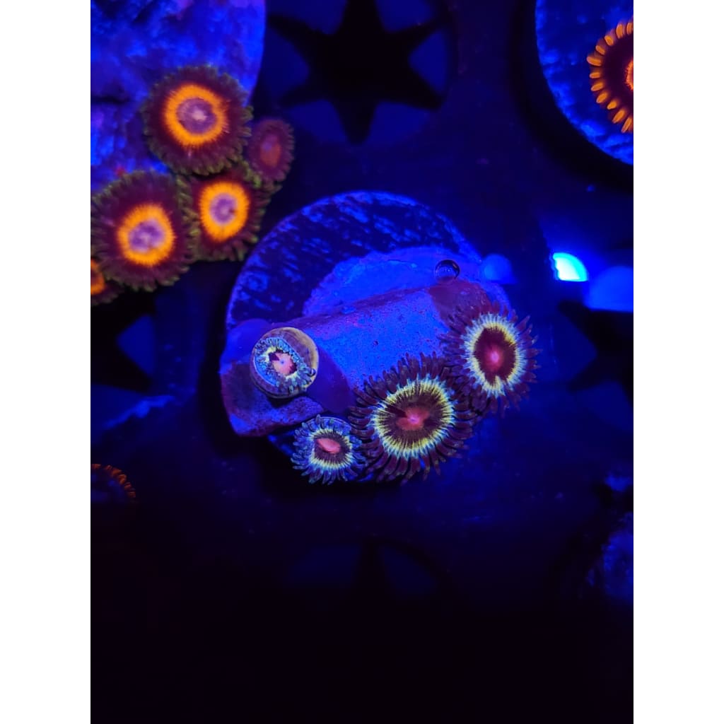 LCB Solar Storms Zoanthid Frag WYSIWYG!