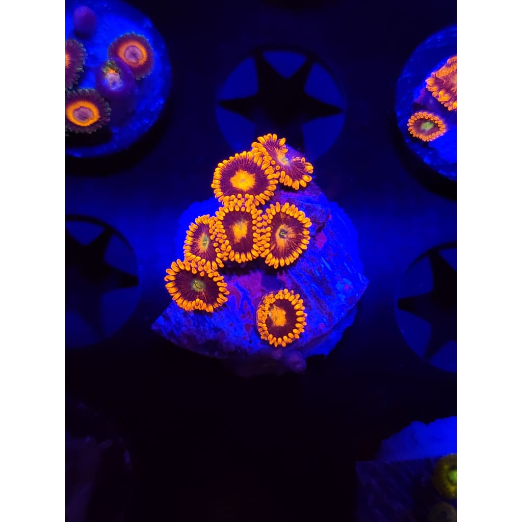 LCB Spitfire Zoanthid Frag WYSIWYG!