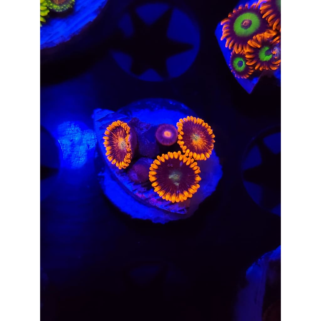 LCB Spitfire Zoanthid Frag WYSIWYG!
