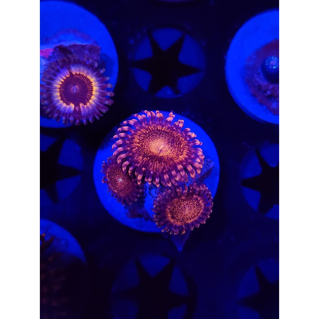 LCB Volcanic Eruptions Zoanthid Frag WYSIWYG!