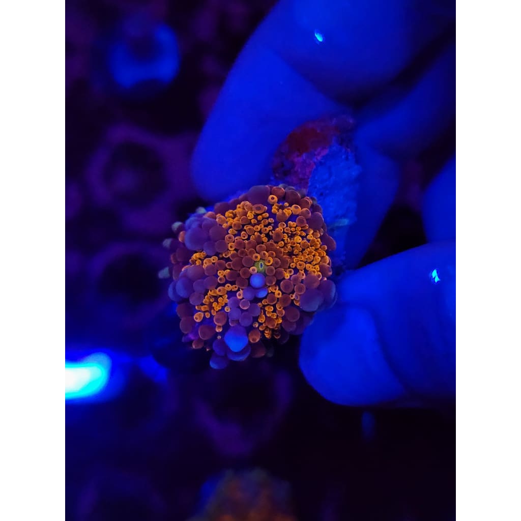 LCB Wumbo Jumbo Bounce Mushroom WYSIWYG!