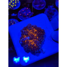 Load image into Gallery viewer, LCB Wumbo Jumbo Bounce Mushroom WYSIWYG!