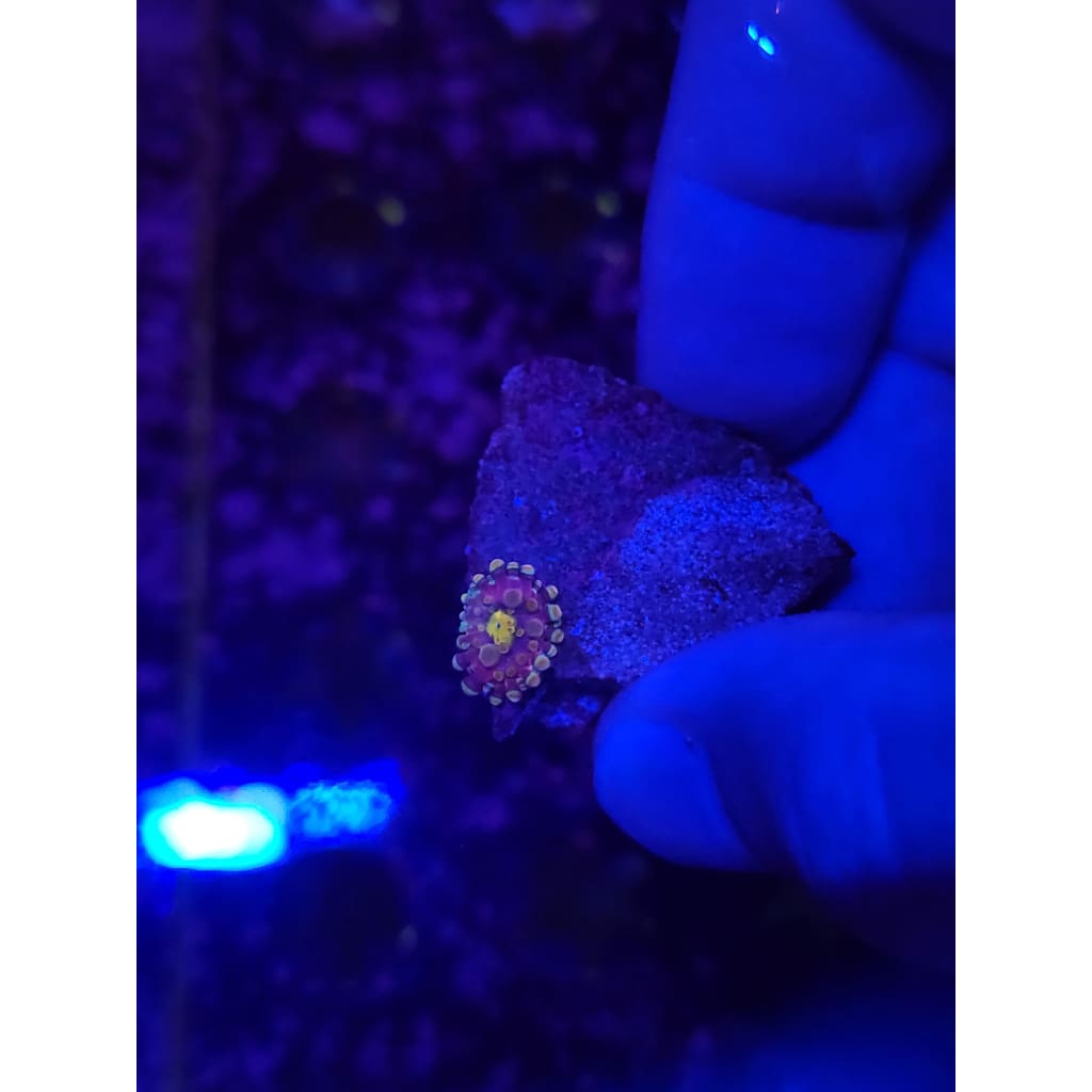 LCB Wumbo Jumbo Bounce Mushroom WYSIWYG!