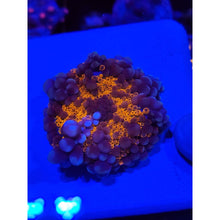 Load image into Gallery viewer, LCB Wumbo Jumbo Bounce Mushroom WYSIWYG!