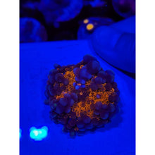 Load image into Gallery viewer, LCB Wumbo Jumbo Bounce Mushroom WYSIWYG!