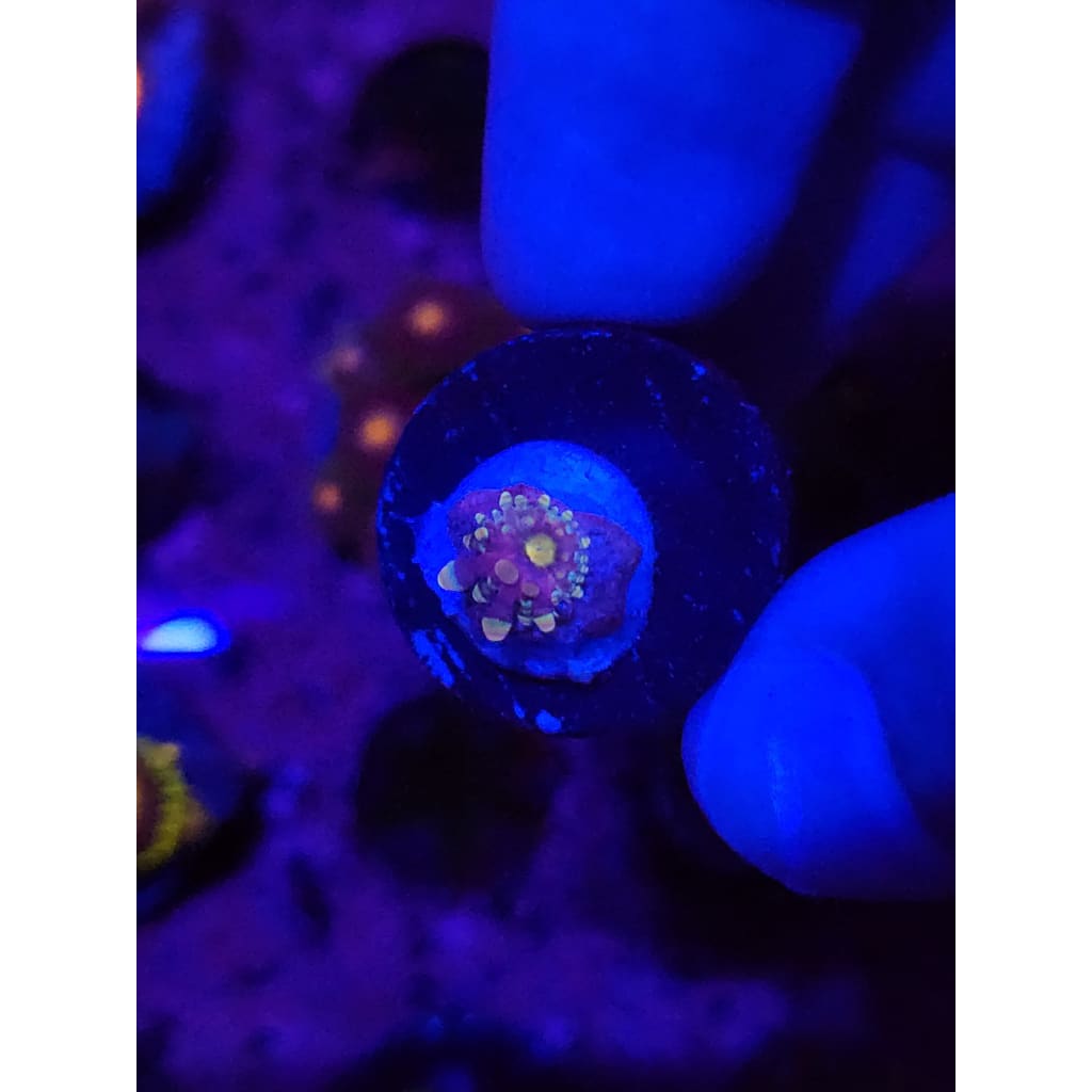 LCB Wumbo Jumbo Bounce Mushroom WYSIWYG!