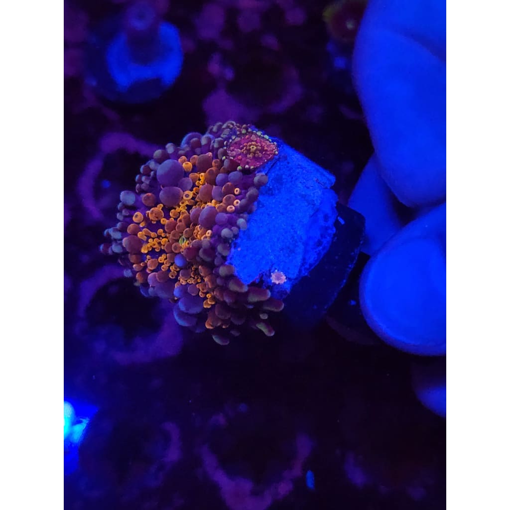 LCB Wumbo Jumbo Bounce Mushrooms WYSIWYG!