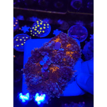 Load image into Gallery viewer, LCB Wumbo Jumbo Bounce Mushrooms WYSIWYG!