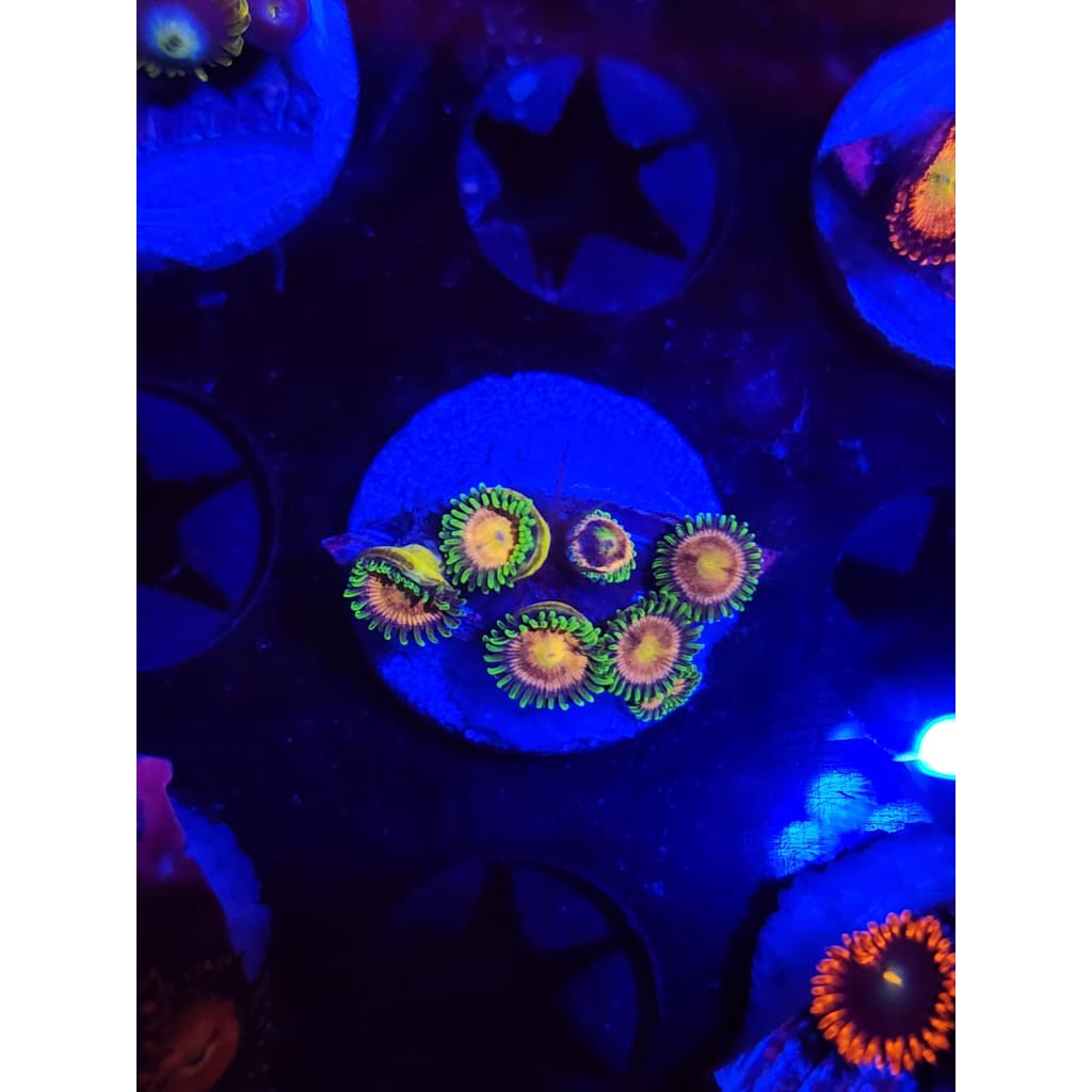 Lemon Lime Zoanthid Frag WYSIWYG!