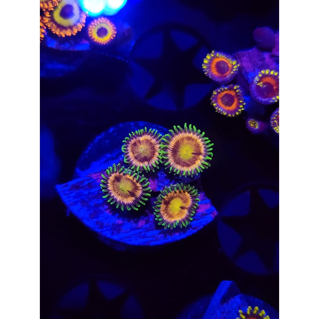 Lemon Lime Zoanthid Frag WYSIWYG!