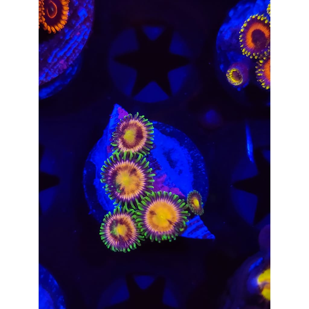 Lemon Lime Zoanthid Frag WYSIWYG!