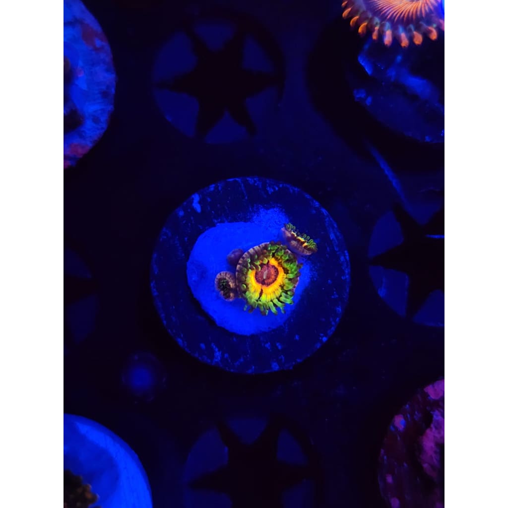 Little Shops of Horror Zoanthid Frag WYSIWYG!