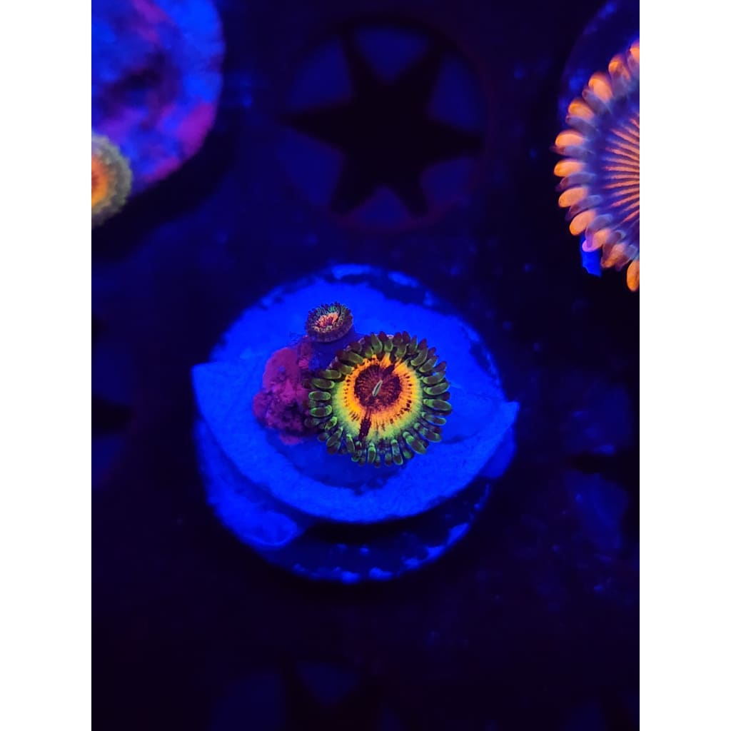 Little Shops of Horror Zoanthid Frag WYSIWYG!