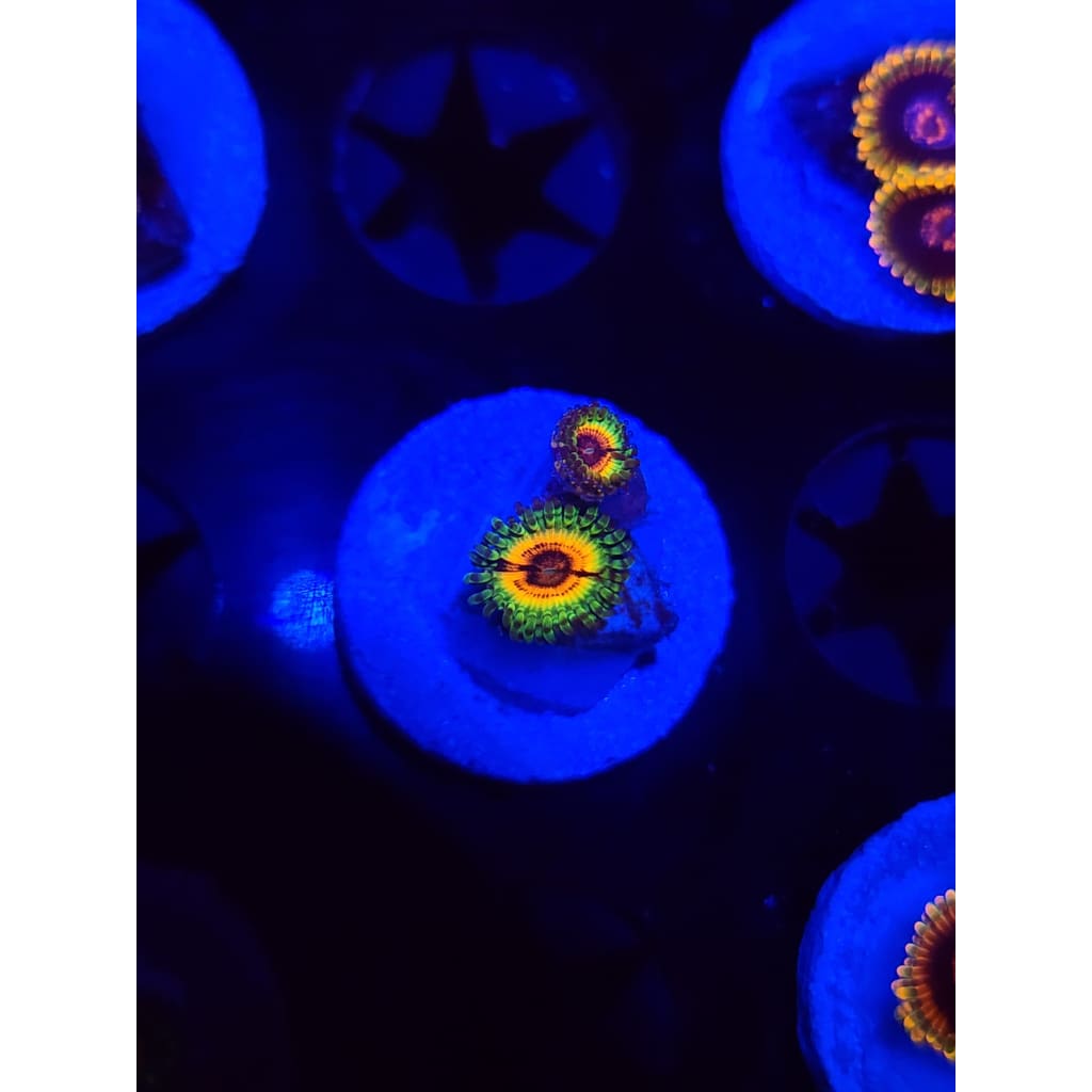 Little Shops of Horror Zoanthid Frag WYSIWYG!