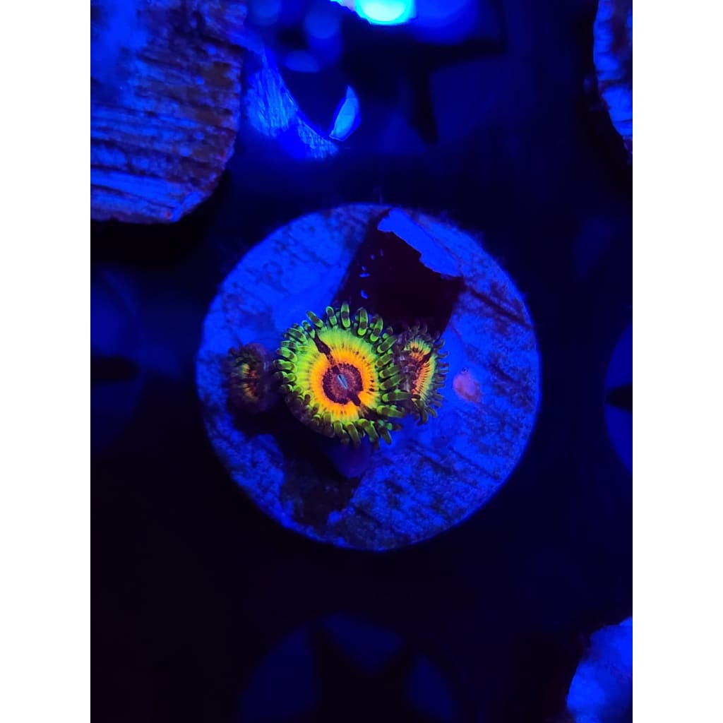 Little Shops of Horror Zoanthid Frag WYSIWYG!