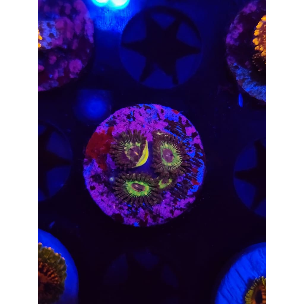 Luigi’s Mansion Zoanthid Frag WYSIWYG!