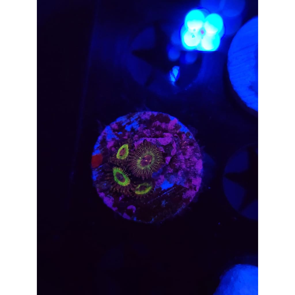 Luigi’s Mansion Zoanthid Frag WYSIWYG!
