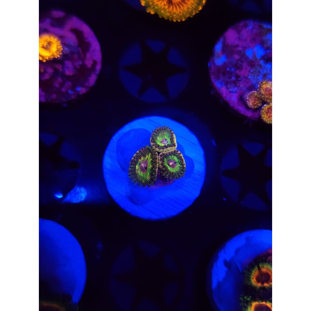 Luigi’s Mansion Zoanthid Frag WYSIWYG!