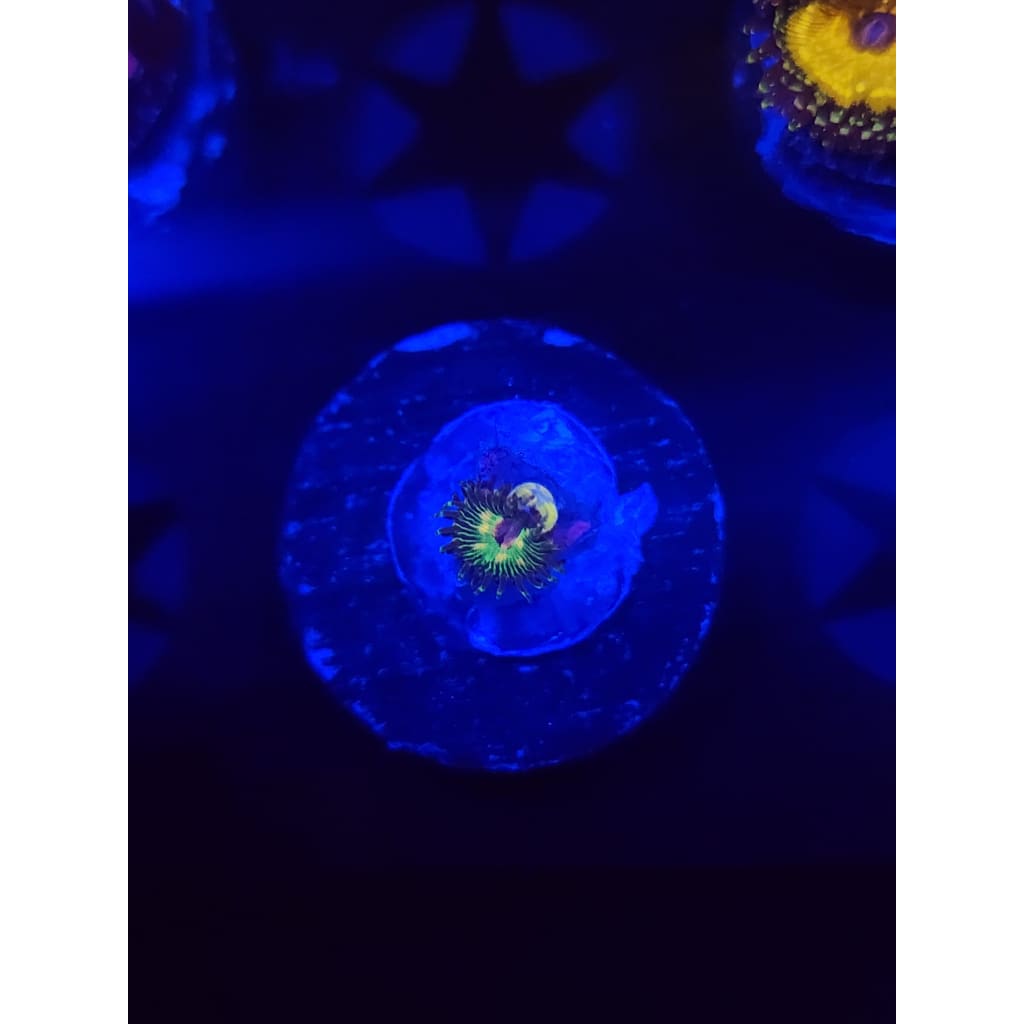 Luigi’s Mansion Zoanthid Frag WYSIWYG!