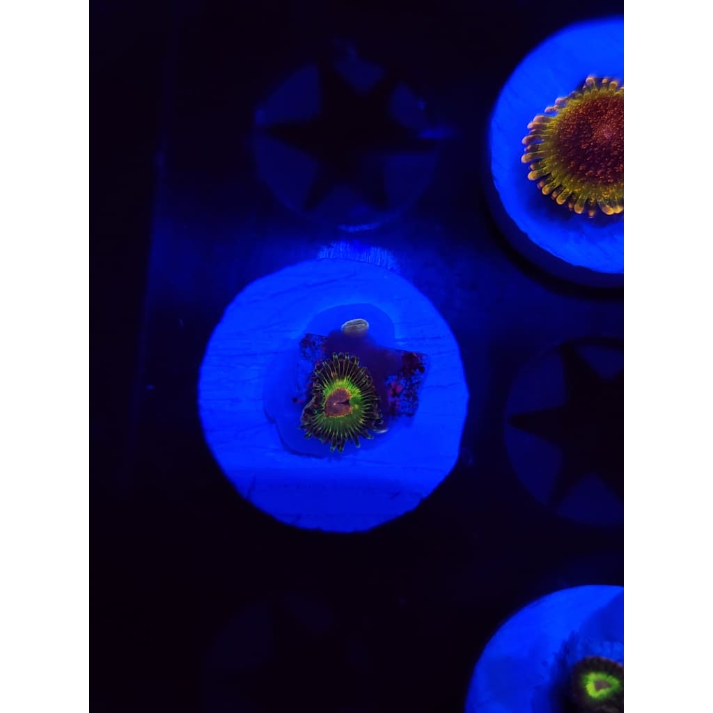 Luigi’s Mansion Zoanthid Frag WYSIWYG!
